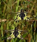 Libelloides coccajus © Teresa Farino